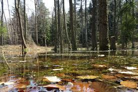 Nowy Wilczy Staw